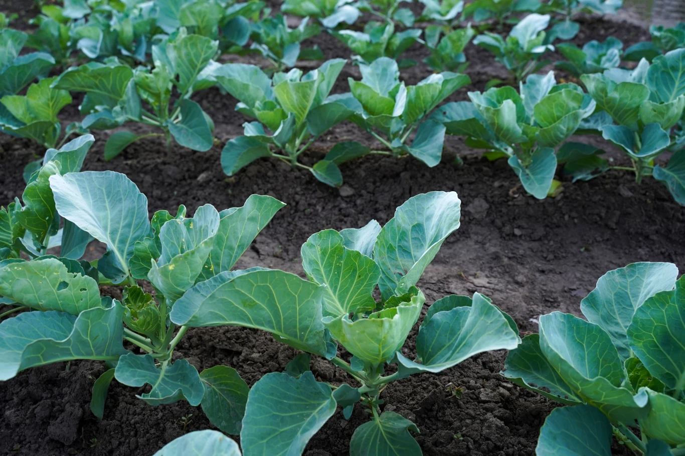 Rządki młodych roślin kapusty rosnących na starannie uprawionej, wilgotnej ziemi ogrodowej.