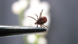 Sezon na kleszcze już się zaczął. Te produkty z Kauflandu od 9,99 zł mogą uratować każdy spacer