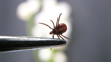 Sezon na kleszcze już się zaczął. Te produkty z Kauflandu od 9,99 zł mogą uratować każdy spacer