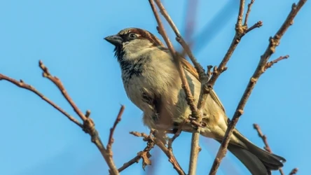 Populacja wróbli zwyczajnych w Polsce drastycznie maleje