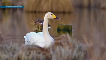 Czysta Polska - odcinek 257