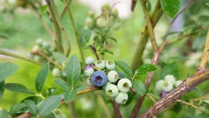 Jak wykorzystać siarczan amonu do nawożenia borówki amerykańskiej?