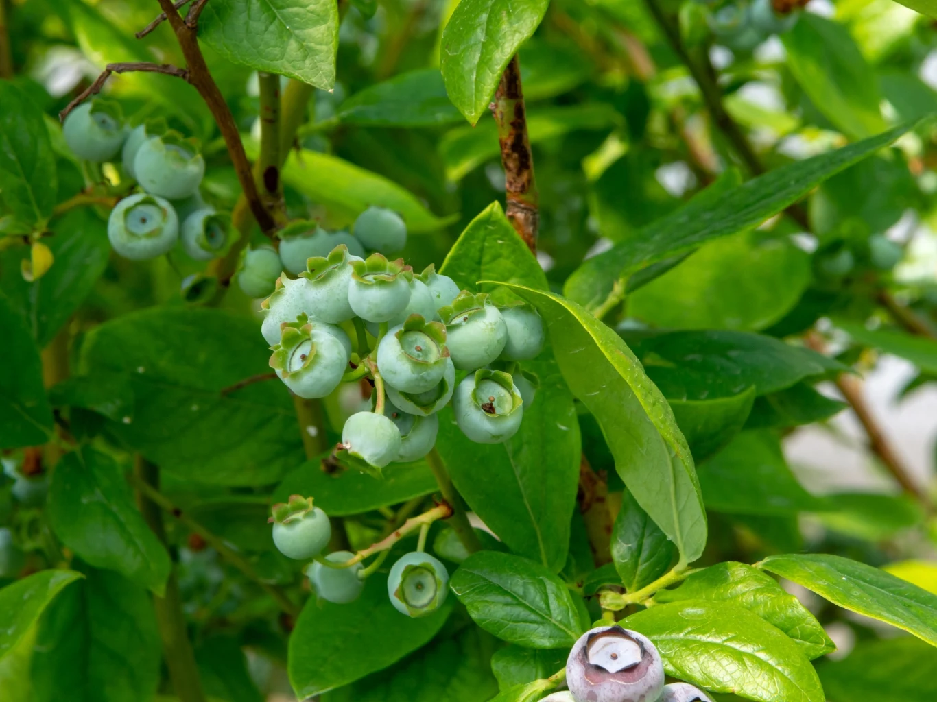 zielone, niedojrzałe owoce borówki amerykańskiej rosnące na gęstym krzewie z licznymi, intensywnie zielonymi liśćmi