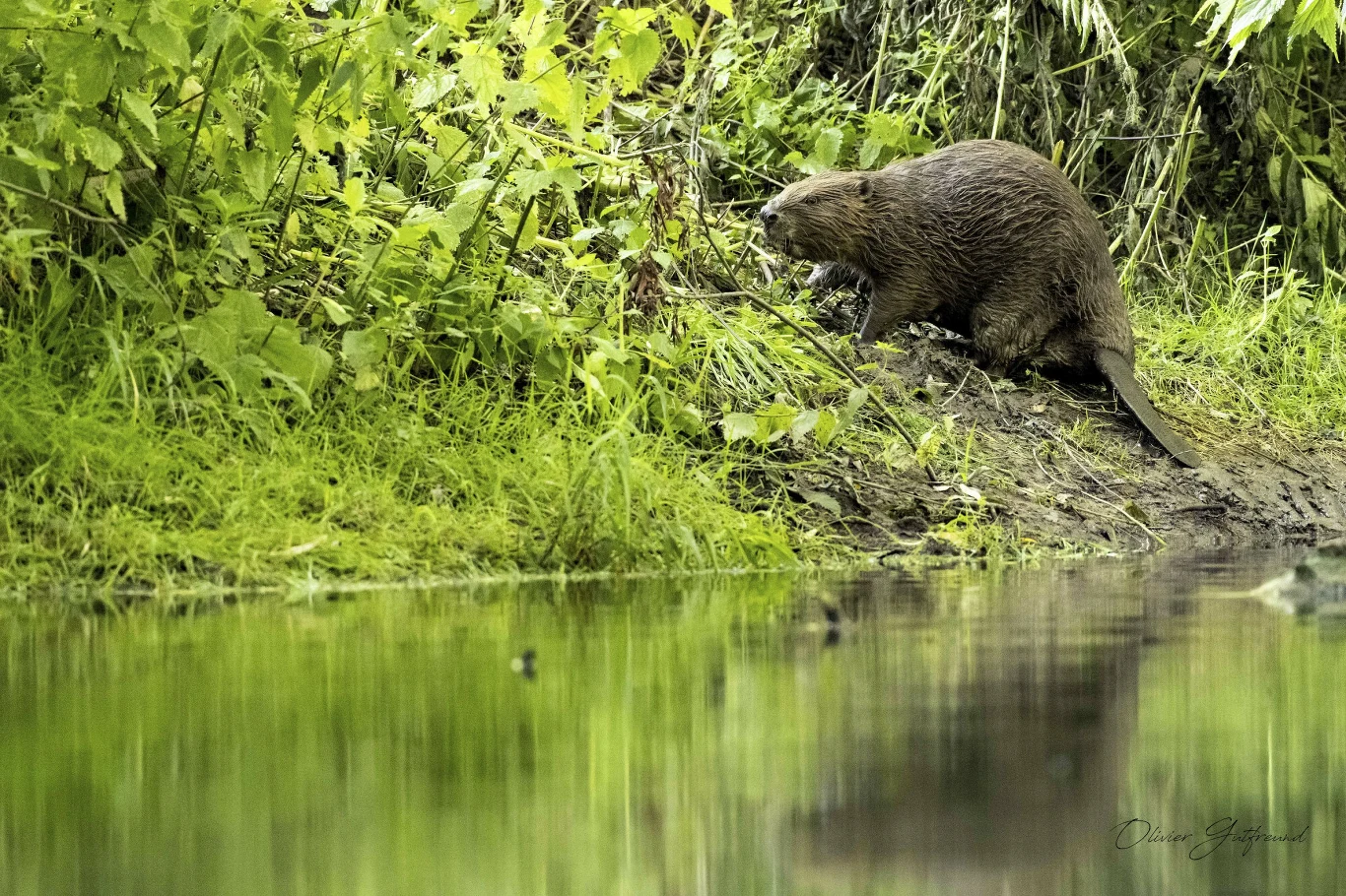 bóbr siedzący na brzegu rzeki, otoczony gęstą zielenią roślinności, tuż przy spokojnej tafli wody odbijającej naturalne barwy otoczenia