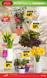 Świeże zakupy w dobrej cenie – POLOmarket