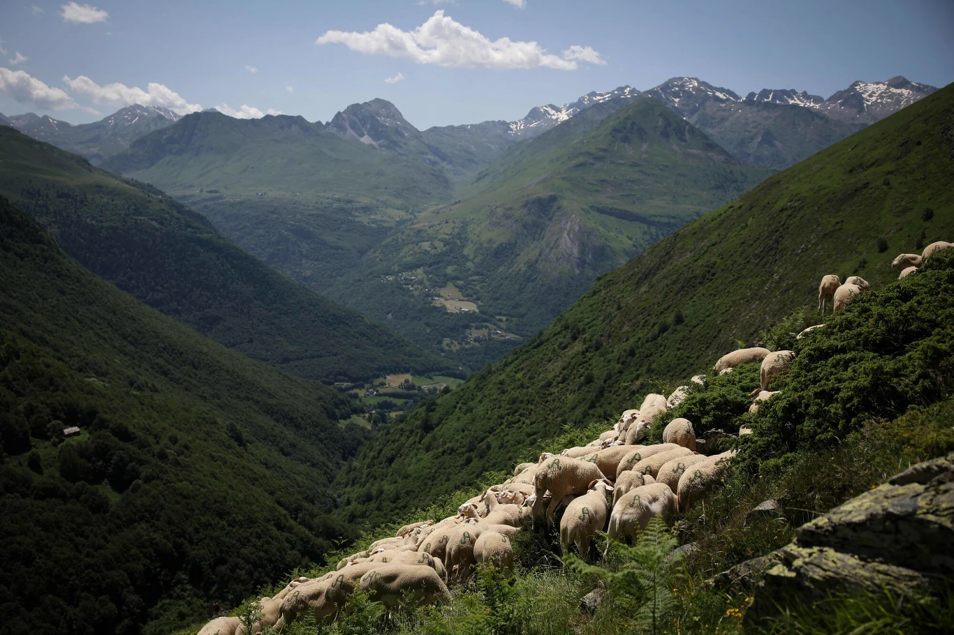 Pireneje w Ariège stado owiec pasące się na stromym, zielonym zboczu górskim z rozległą panoramą gór w tle pod błękitnym niebem z nielicznymi chmurami
