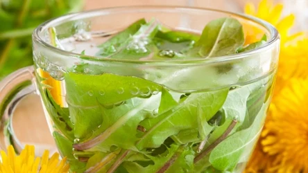 Z liści mniszka lekarskiego można przygotować zdrowy napar