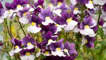 Nemezje zachwycają urodą i kwitną przez całe lato. To ciekawa alternatywa dla surfinii