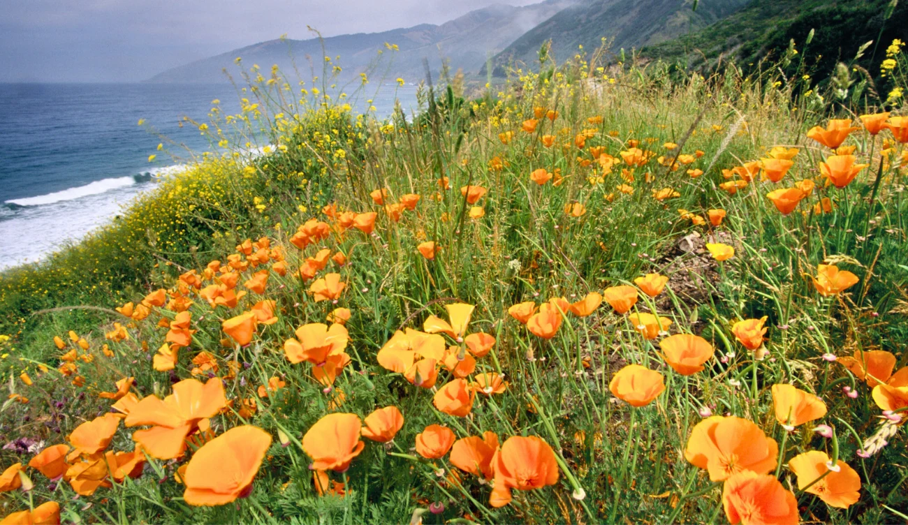 Jak uprawiać mak kalifornijski? Pomarańczowe maki kalifornijskie w gęstych kępach na zielonym zboczu, w tle morze i pasma górskie we mgle