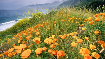 Jak uprawiać mak kalifornijski?