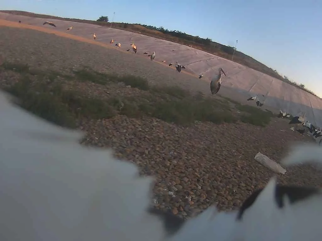 Te zdjęcia z migracji zrobiły same bociany Grupa bocianów spaceruje po żwirowym terenie z nachyloną betonową powierzchnią w tle, część kadru przesłania biało-czarne pióro na pierwszym planie.