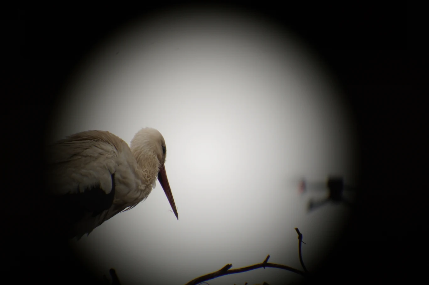 Te zdjęcia z migracji zrobiły same bociany bocian z długim czerwonym dziobem siedzi na gałęzi po lewej stronie kadru, w tle widać niewyraźną sylwetkę drona na jasnym tle