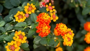 Lantana będzie dekorować balkon przez cały sezon