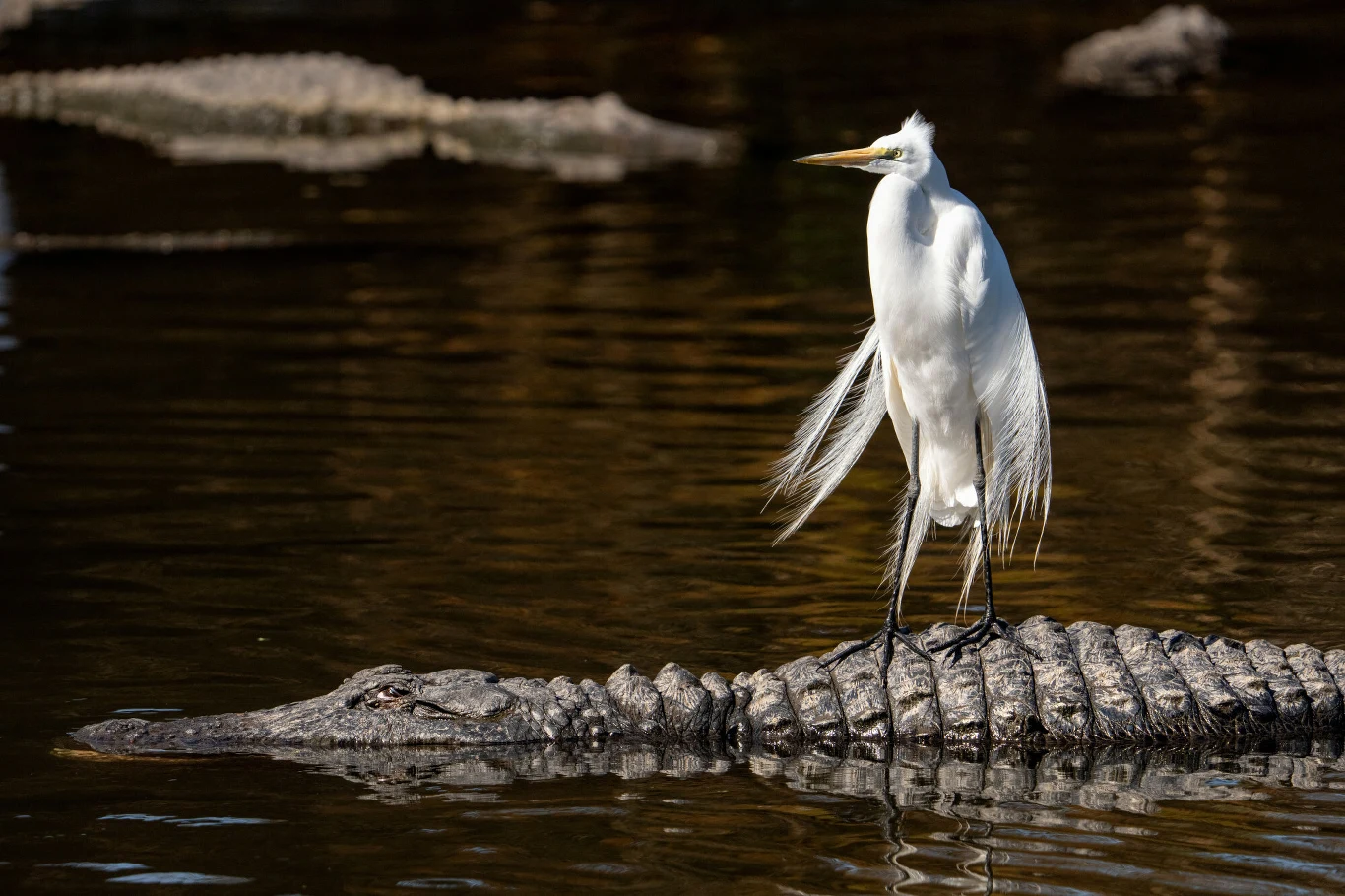 biała czapla stojąca na grzbiecie dużego aligatora pływającego w brązowej wodzie, oba zwierzęta wyraźnie widoczne na tle spokojnej tafli