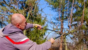 W kwietniu zabierz się za cięcie niektórych krzewów
