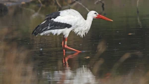 Bociany białe podróżują teraz z kamerkami na grzbiecie
