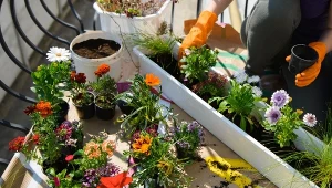 Nie czekaj do maja. Posadź na balkonie kwiaty, które przetrwają przymrozki 