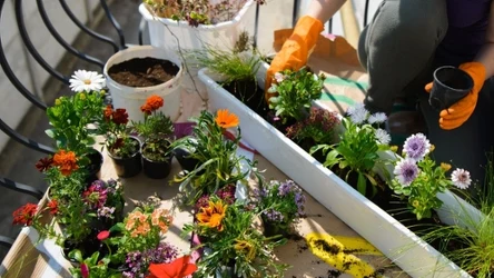 Jakie rośliny możemy posadzić w kwietniu na balkonie?