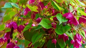 Obsypuje się lawiną dzwonków do jesieni. Musisz mieć w ogrodzie