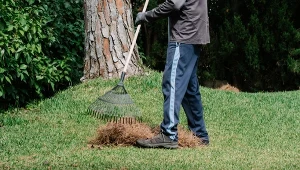 Wiosenne prace przy trawniku należy zacząć od grabienia