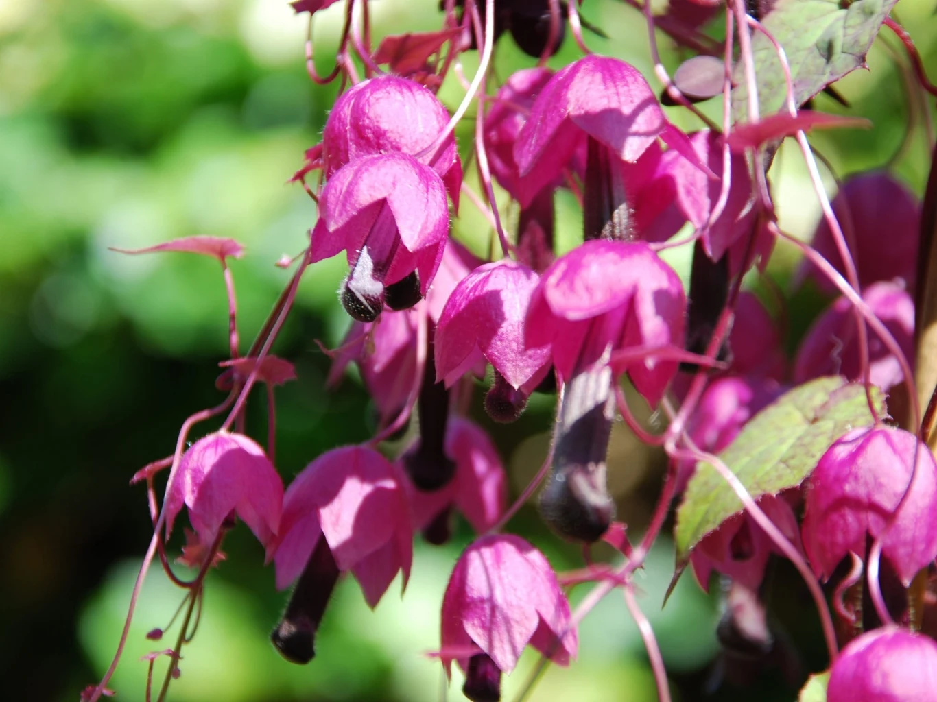 Zwarta kępa zwisających kwiatów rodochitonu o intensywnie różowych płatkach i ciemnych rurkowatych pręcikach, otoczona zielonym liściem na tle rozmytej zieleni.