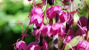 Obsypuje się lawiną dzwonków do jesieni. Musisz mieć w ogrodzie