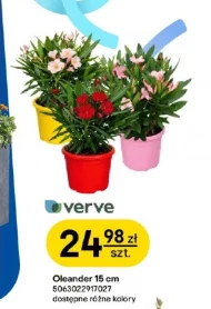 Oleander Verve