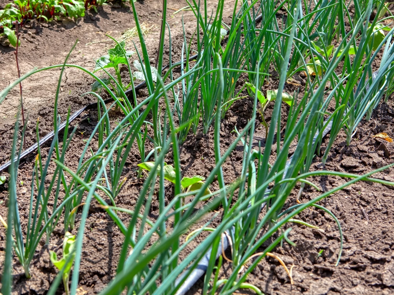 Rzędy zielonej cebuli rosnącej w wilgotnej, dobrze uprawionej ziemi z widocznym systemem nawadniania kroplowego pośród grządek.