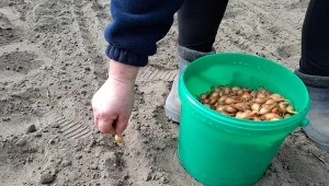 Cebula jak pięść? Wsyp garstkę do dołka podczas sadzenia