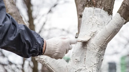 W korze drzew owocowych mogą pojawić się pęknięcia, nawet jeśli były one bielone. Sprawdź, co wówczas zrobić.