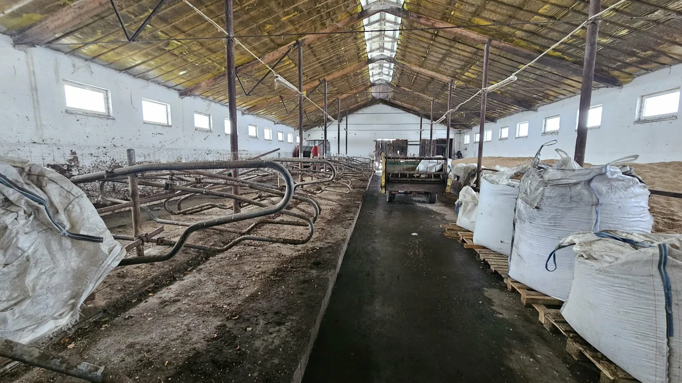 wnętrze opuszczonej obory z pustymi stanowiskami dla krów, workami z paszą ułożonymi po prawej stronie oraz ciągnikiem ustawionym przy końcu hali