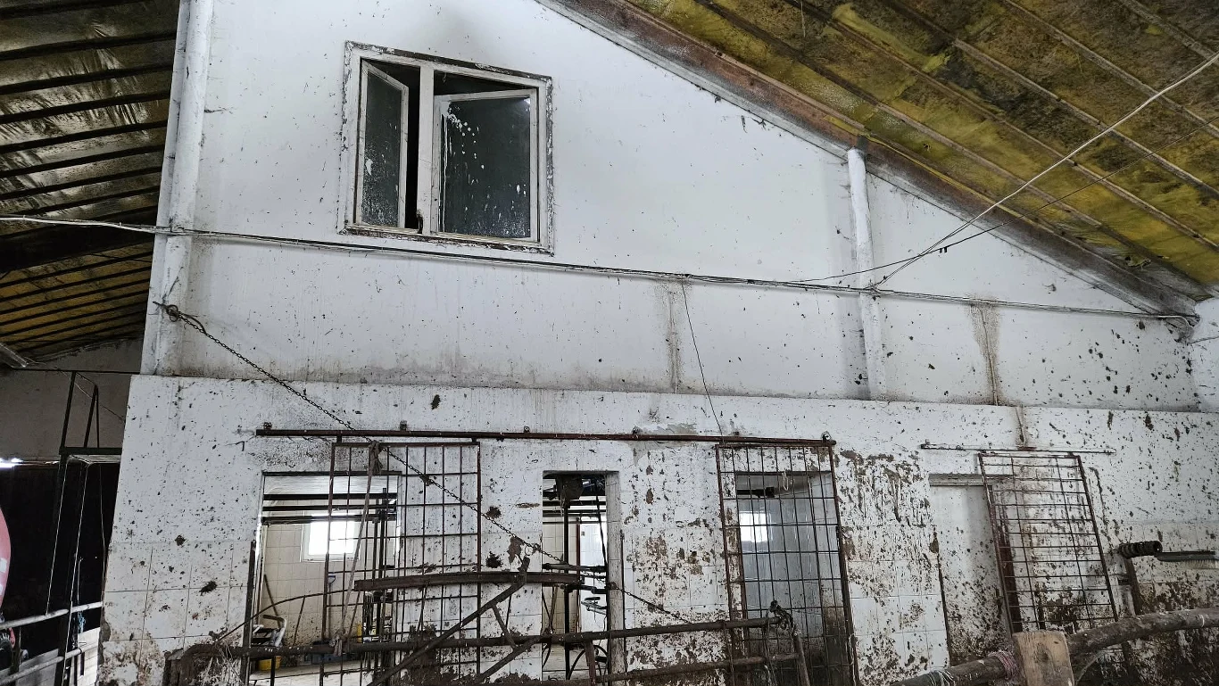 Białe ściany budynku gospodarskiego zabrudzone błotem i odchodami, otwarte okno na górze, liczne metalowe kraty i ogrodzenia wewnątrz oraz odsłonięty drewniany dach.