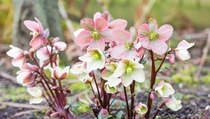 Syp teraz garściami pod ciemierniki. Trudno będzie zliczyć kwiaty