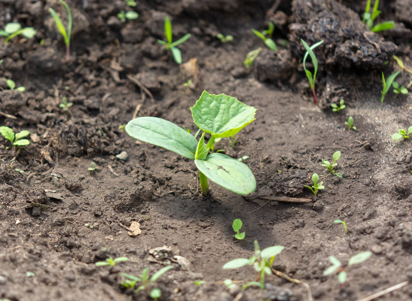Ogórki mogą trafić do gruntu dopiero po 15 maja, czyli pod ostatnich przymrozkach. Młoda zielona sadzonka z szerokimi liśćmi rośnie na wilgotnej, ciemnej ziemi wśród drobnych kiełkujących roślin.