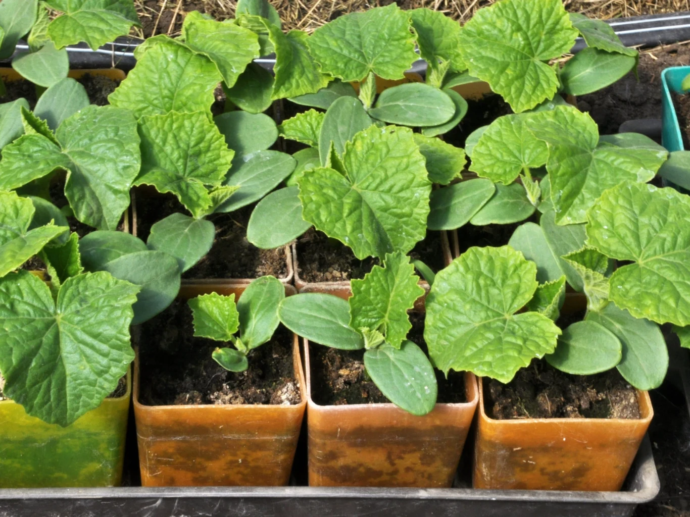 Przygotuj domową odżywkę dla silnych sadzonek ogórków. Rząd doniczek z młodymi sadzonkami ogórka