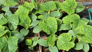 Domowa odżywka z dwóch składników. Rozsada ogórka będzie zdrowa i silna