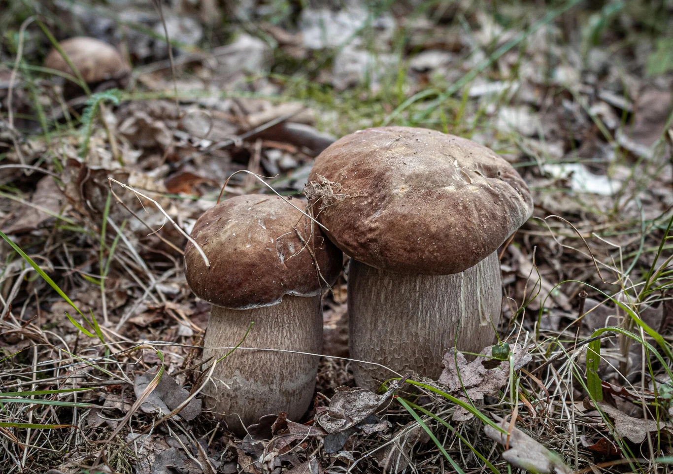 Dwa dorodne borowiki rosnące obok siebie na leśnej ściółce wśród suchych liści i pojedynczych źdźbeł trawy.