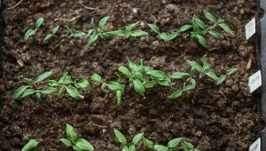 Widzisz je na sadzonkach pomidorów? To znak, że czas na pikowanie