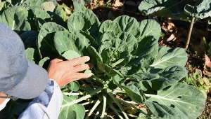 Znienawidzone warzywo wraca do łask w polskim ogrodzie. Warto posadzić