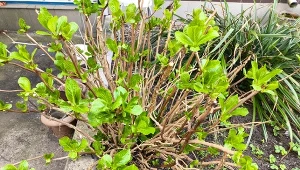 Jak zakwasić ziemię pod hortensją?