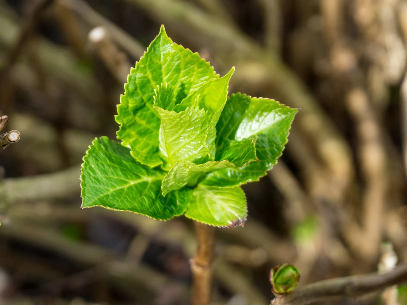 Jasnozielony pąk liści hortensji rozwijający się na tle rozmytych, brązowych gałęzi.