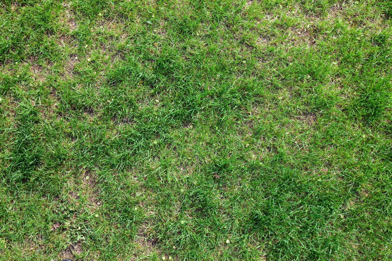 zielony trawnik z miejscami przerzedzoną i nierównomiernie porastającą trawą