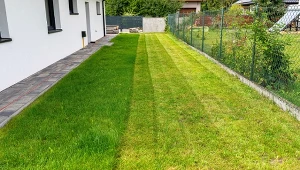 Jeden błąd osłabia trawnik po zimie. Zabieg wykonaj przed wertykulacją