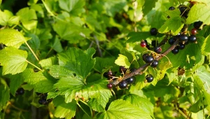 Prosta w uprawie, mało wymagań. Posadź w kwietniu i zbieraj kosze owoców