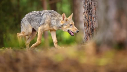 Polskie wilki mogą zarażać się od dzików wirusem choroby Aujeszkiego - alarmują naukowcy