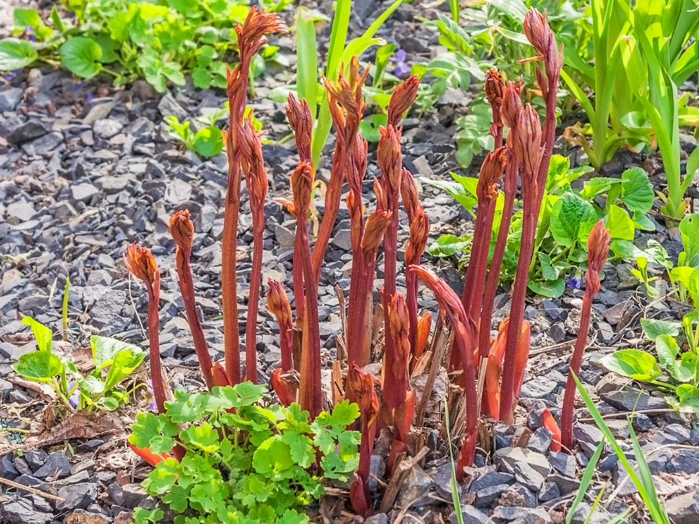 Piwonie dobrze reagują na domowy nawóz ze skorupek jaj. Młode pędy piwonii wyrastające na rabacie ogrodowej. Tematycznie o nawożeniu roślin skorupkami jaj.
