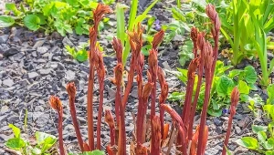 Zmiel, zalej wodą i podlej piwonie. Będą rosnąć jak na drożdżach