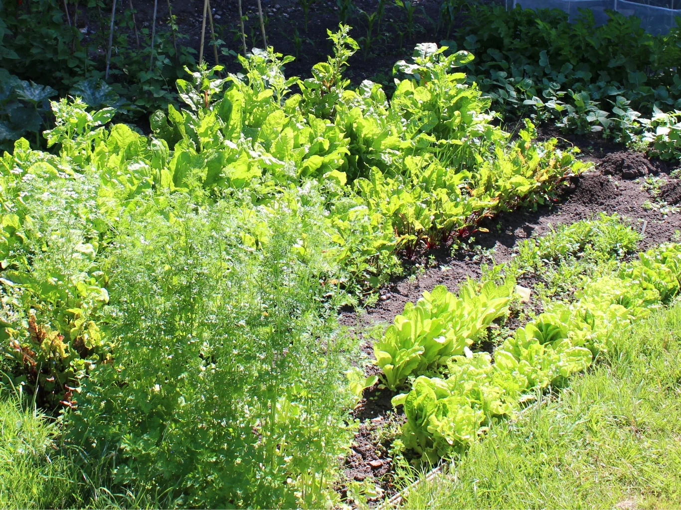 Pokruszonymi skorupkami jaj możesz podsypać grządki warzywne m.in. z sałatą, kapustą, grochem, fasolą, pomidorami czy też z ogórkami. Ogródek warzywny z bujnie rosnącą sałatą, ziołami i innymi zielonymi roślinami ogrodowymi. Tematycznie o nawożeniu skorupkami jaj.