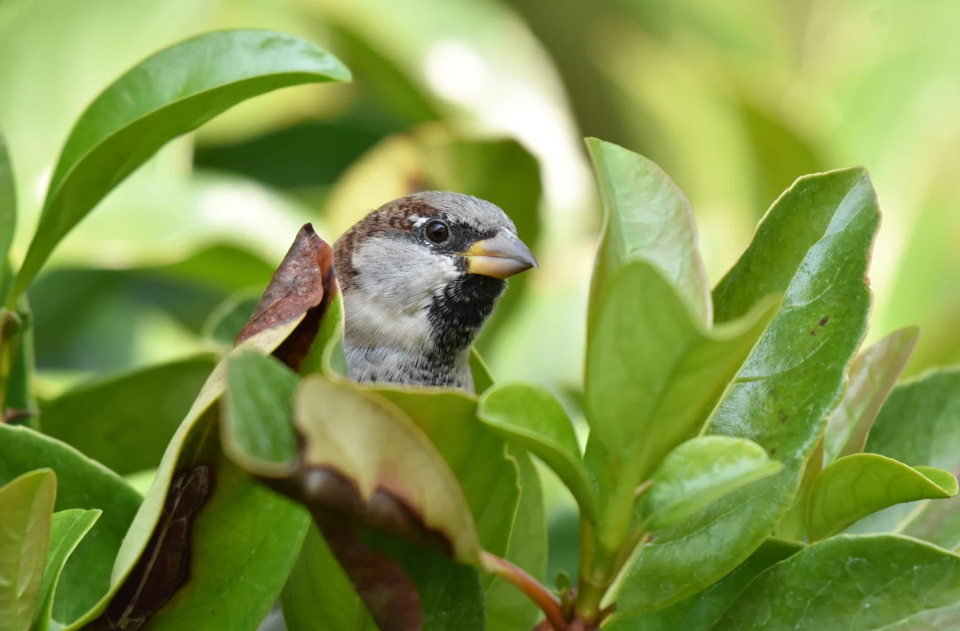 wróbel ukryty między gęstymi, zielonymi liśćmi krzewu, z zaciekawieniem wyglądający ponad roślinność