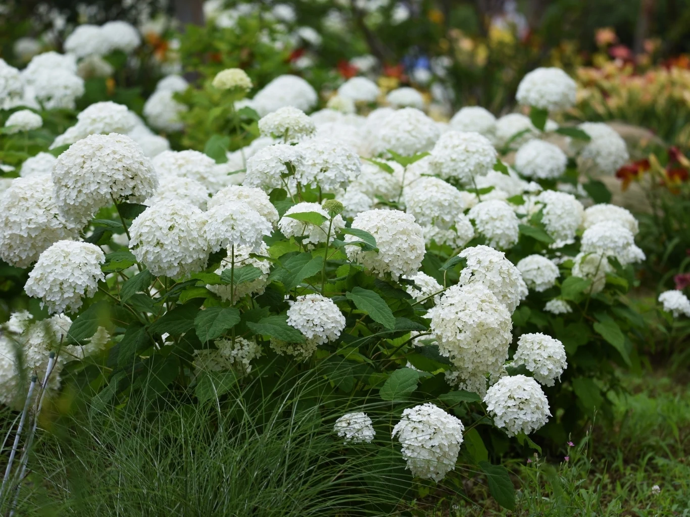 bujne krzewy hortensji o dużych, białych kwiatach otoczone zielonymi liśćmi i trawami